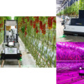 欧州向けに房取りミニトマトの全自動収穫ロボット「Artemy」の受注を開始　人手不足の解消と重作業の大幅低減に貢献