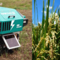 ロボット耕作米の米粉「雷粉」、新たな販売先が決定　テムザック「雷鳥シリーズ」を使用したロボット稲作の確立へ